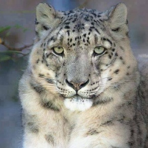 snowleopard